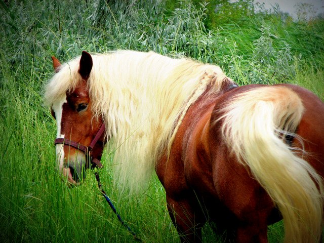 Породы лошадей в Петрозаводске | ЗооТом портал о животных