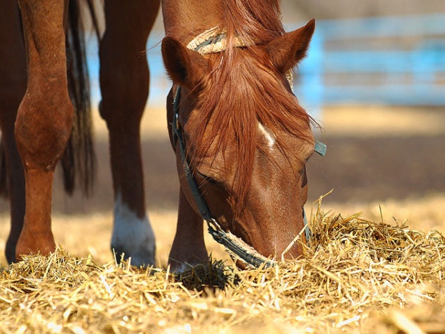 Содержание лошадей в Петрозаводске | ЗооТом портал о животных