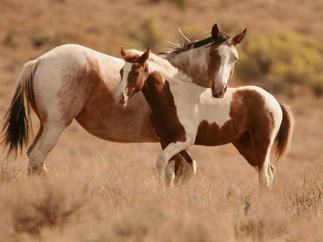 Интересные факты лошадях в Петрозаводске | ЗооТом портал о животных
