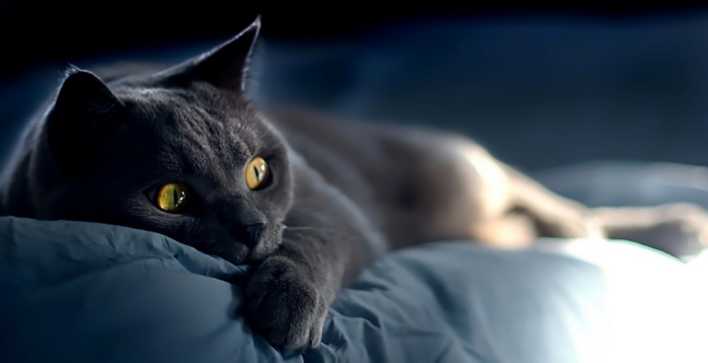 Объявления о кошках | ЗооТом - продажа, вязка и услуги для животных в Петрозаводске