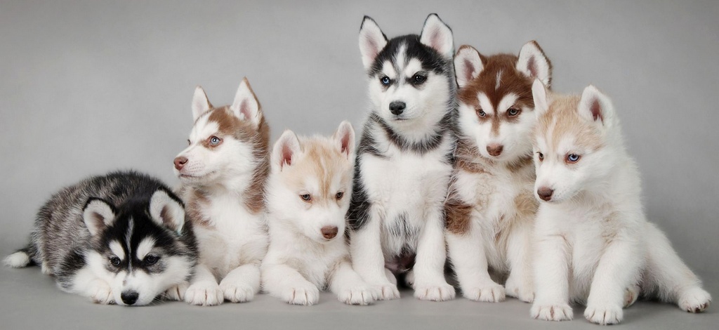Объявления о собаках | ЗооТом - продажа, вязка и услуги для животных в Петрозаводске