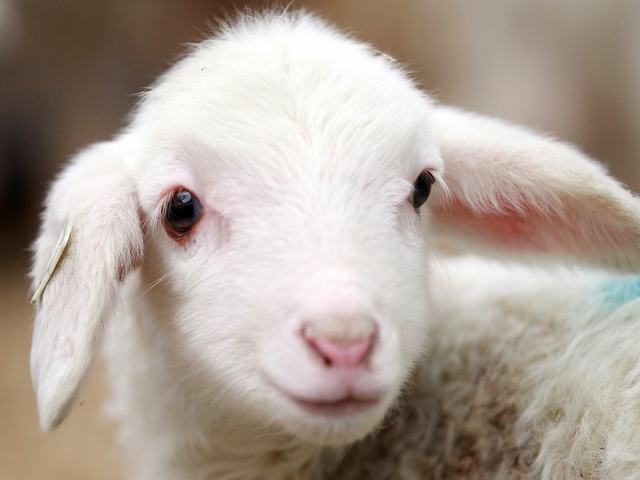 Овцы и бараны в Петрозаводске | ЗооТом портал о животных