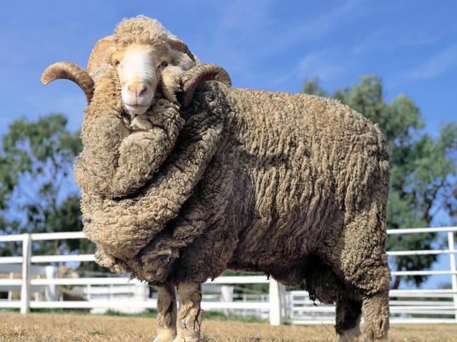 Породы овец в Петрозаводске | ЗооТом портал о животных