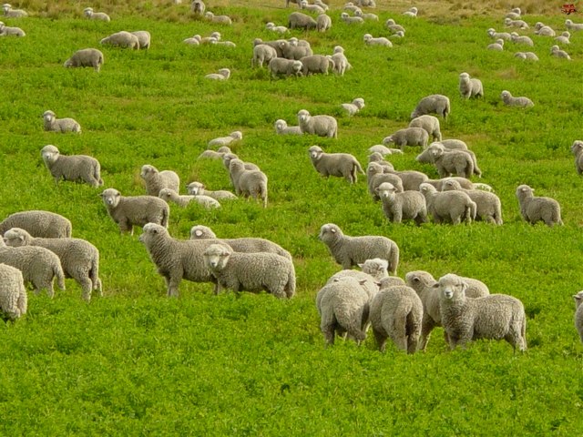Содержание овец и уход за ними в Петрозаводске | ЗооТом портал о животных
