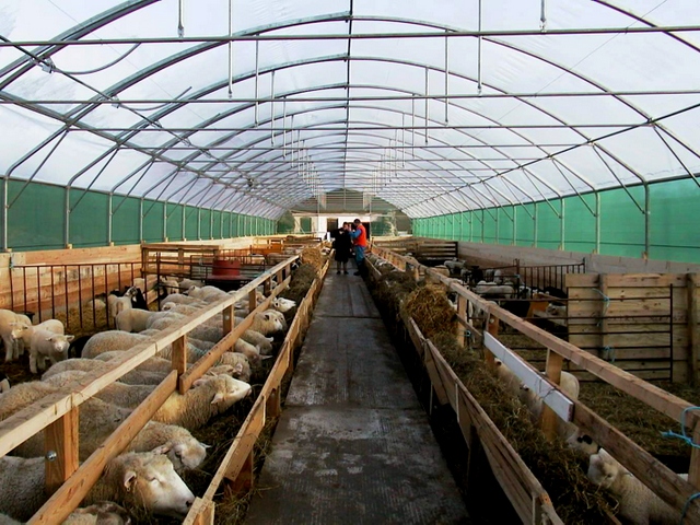Содержание овец и уход за ними в Петрозаводске | ЗооТом портал о животных