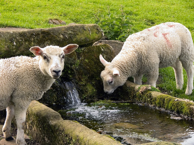 Статьи об овцах в Петрозаводске | ЗооТом портал о животных
