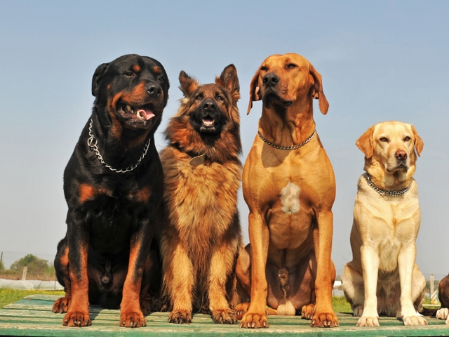Крупные породы собак в Петрозаводске | ЗооТом портал о животных