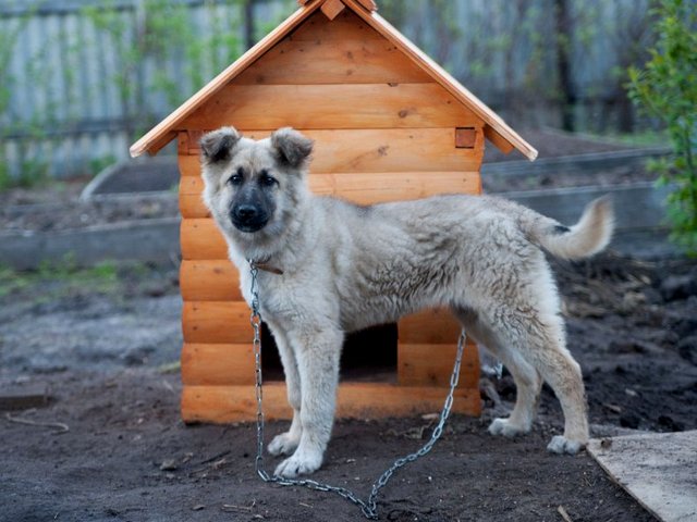 Все о собаках в Петрозаводске