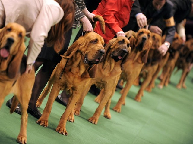 Выставки собак в Петрозаводске