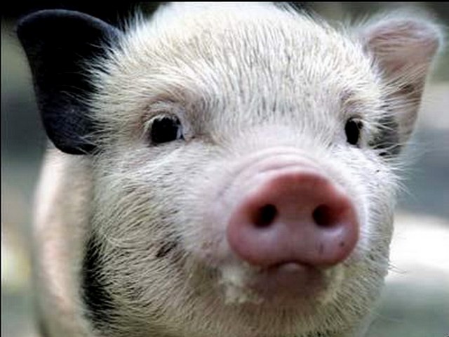 Породы свиней в Петрозаводске | ЗооТом портал о животных