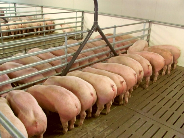 Содержание свиней и уход за ними в Петрозаводске | ЗооТом портал о животных