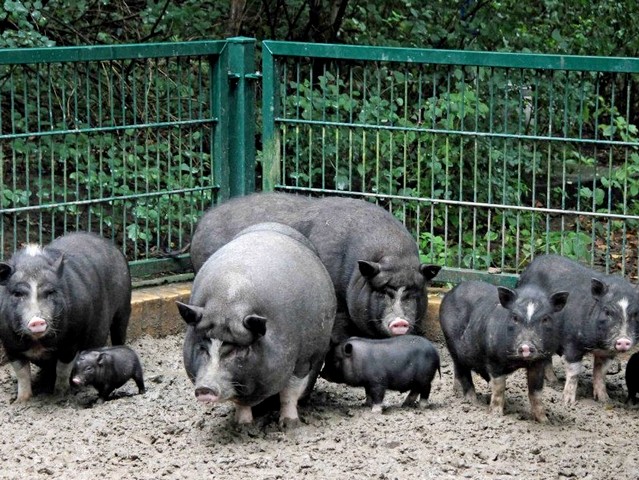 Содержание свиней и уход за ними в Петрозаводске | ЗооТом портал о животных