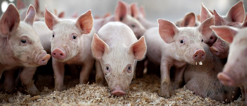 Все о свиньях в Петрозаводске | ЗооТом портал о животных