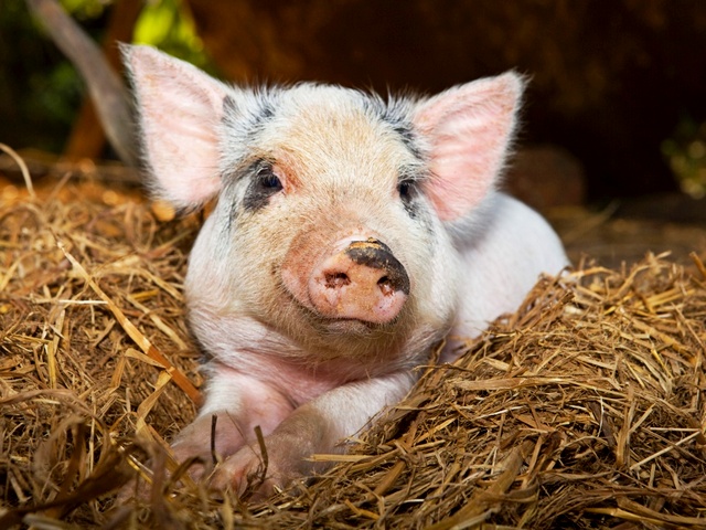 Все о свиньях в Петрозаводске | ЗооТом портал о животных