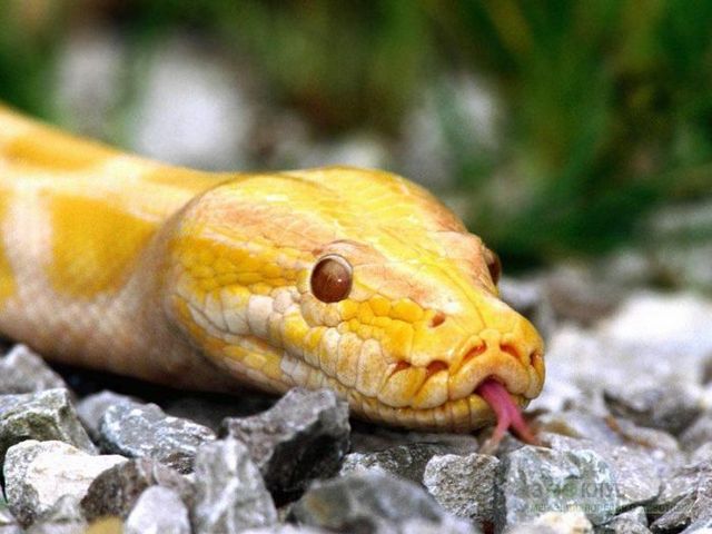 Породы змей в Петрозаводске | ЗооТом портал о животных